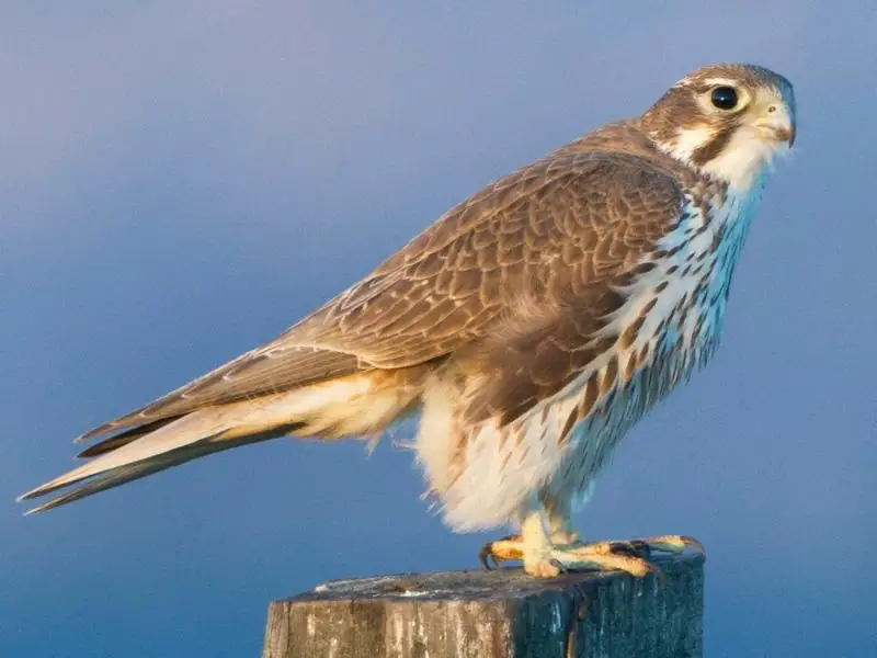 Falcons in Minnesota