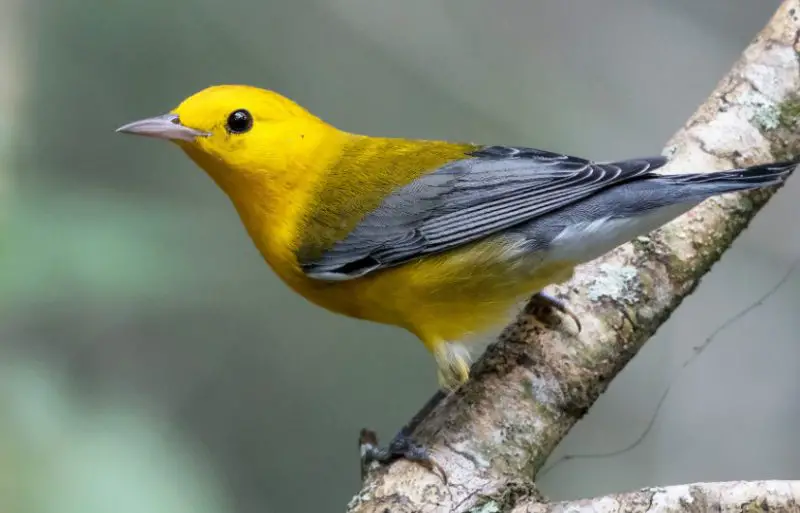 prothonotary-warbler-800x513-1 Birds With Yellow Heads in Kansas