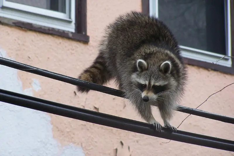 Raccoons Navigate New York City Life