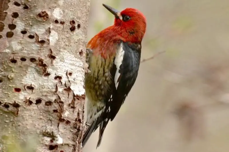 red-breasted-sapsucker-800x532-1 Red Wing Patches in California