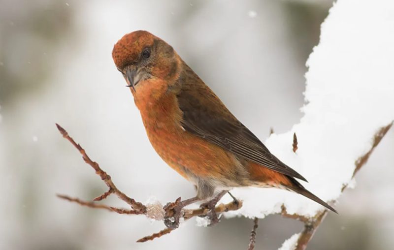 What Red Crossbills Eat to Survive Colorado’s Coldest Days