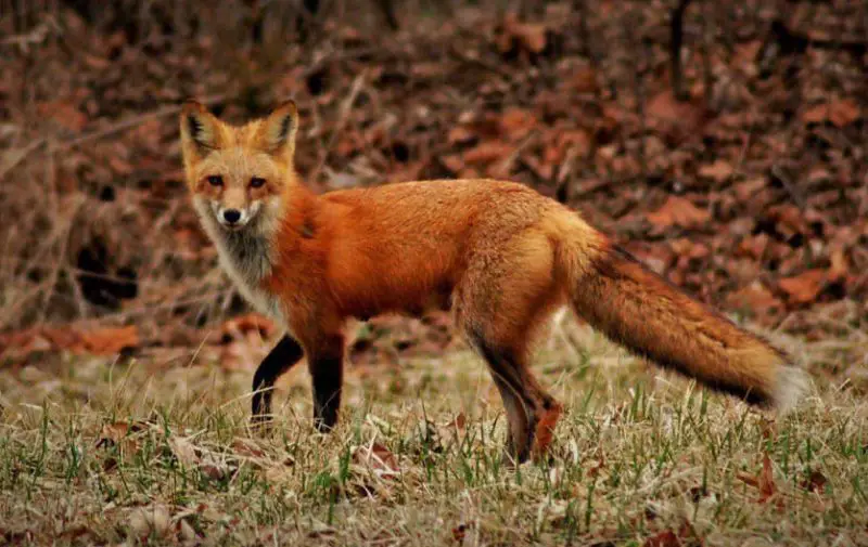 red-foxes-in-colorado-800x505-1 Mammals Active Near Homes During Winter in Ohio