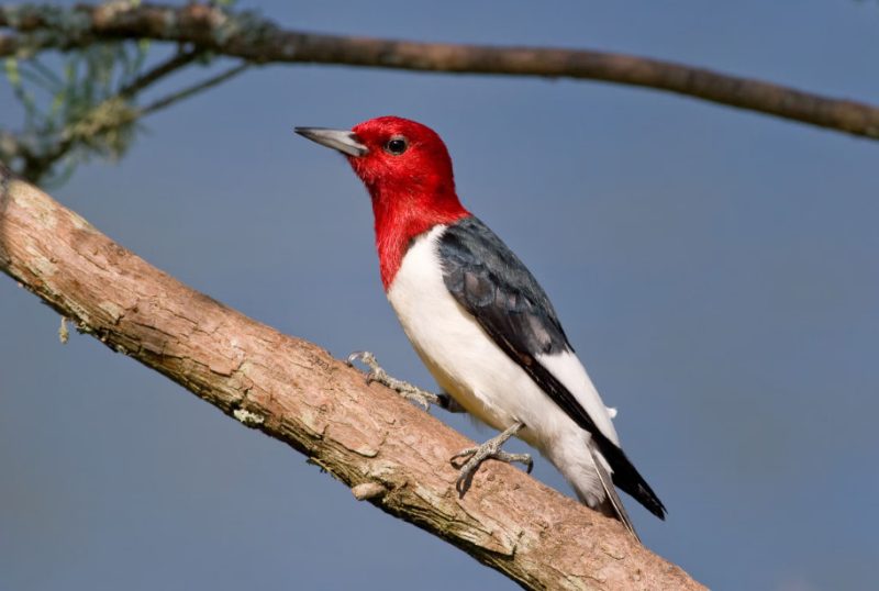red-headed-woodpecker-800x538-1 Red Wing Patches in California