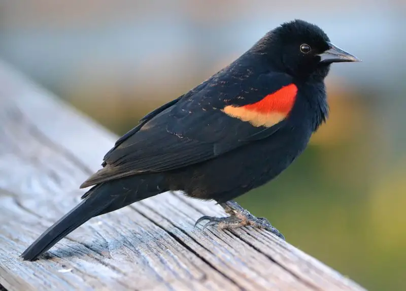 Red Wing Patches in California