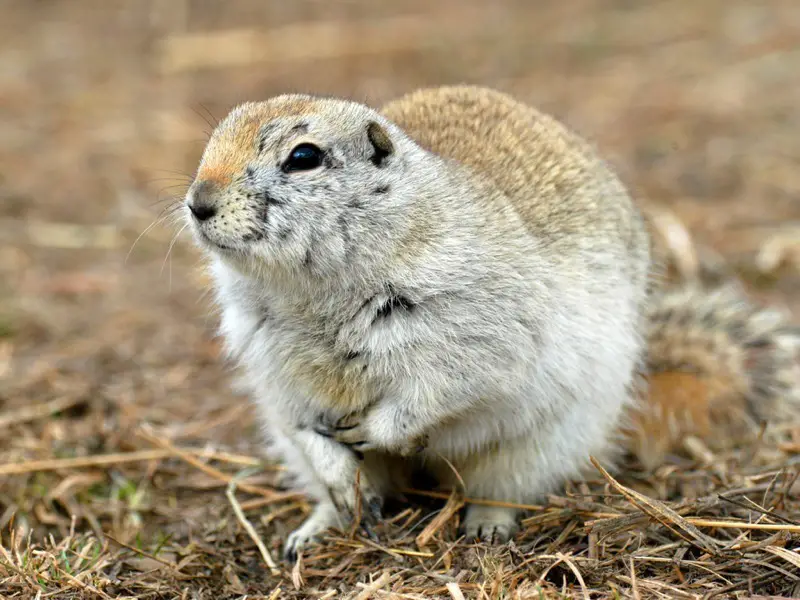 Richardson’s Ground Squirrels