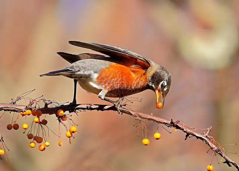 Robins Winter Diet in Pennsylvania