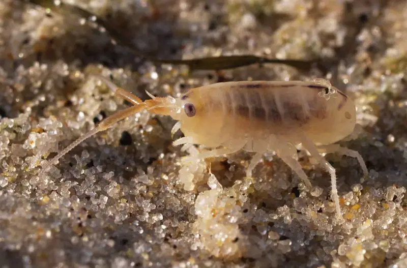 Sand Fleas in Florida Beaches