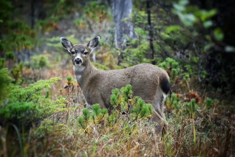 Black-tailed Deer in Washington