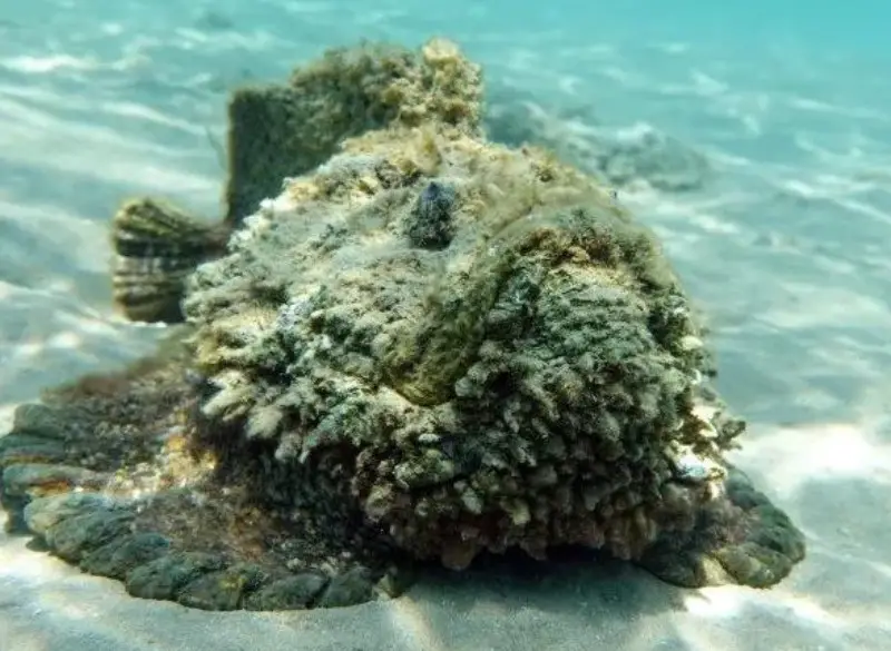 Venomous Marine Life in Hawaii