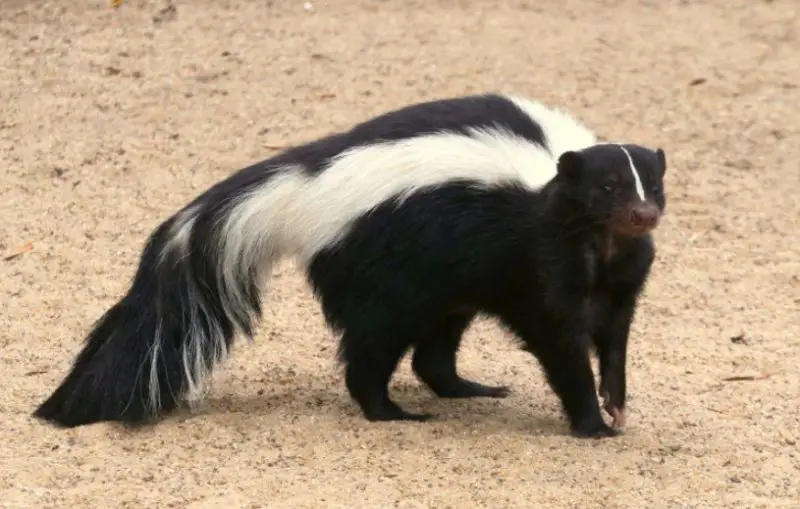 striped-skunk-mephitis-mephitis-800x509-1 Mammals Active Near Homes During Winter in Ohio