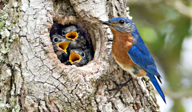 The Backyard Cleaning Habit That Quietly Drives Birds Away in Ohio