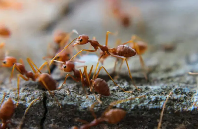 The Biology Behind Extreme Fire Ant Sting Pain in North Carolina