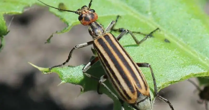The Hidden Danger of Blister Beetles in North Carolina Gardens