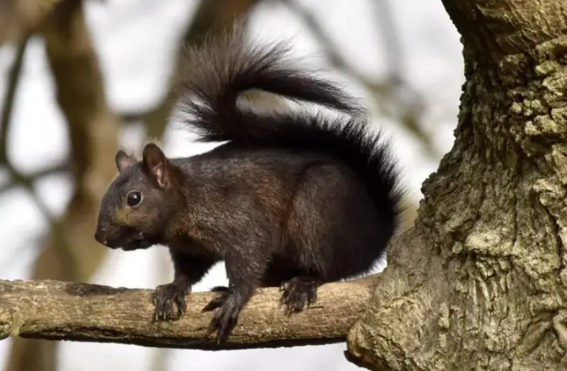 The Hidden Genetic Story Behind Rare Black Squirrels in Nevada