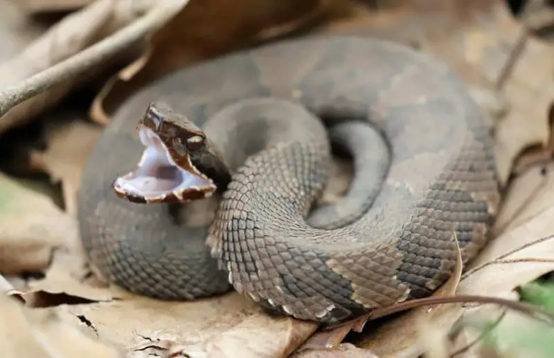 The Hidden Reason Water Moccasins Seem Aggressive in Mississippi