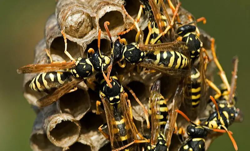 The Secret Behind Sudden Wasp Aggression in Ohio Neighborhoods