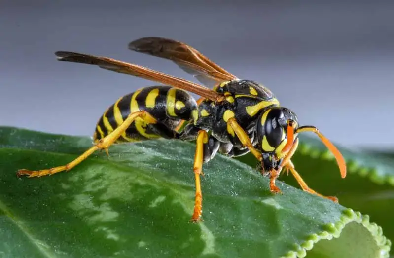 the-secret-behind-why-yellow-jackets-chase-people-in-michigan-1 The Secret Behind Why Yellow Jackets Chase People in Michigan