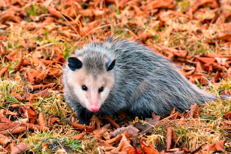 virginia-opossum-didelphis-virginiana-800x533-1 Mammals Active Near Homes During Winter in Ohio