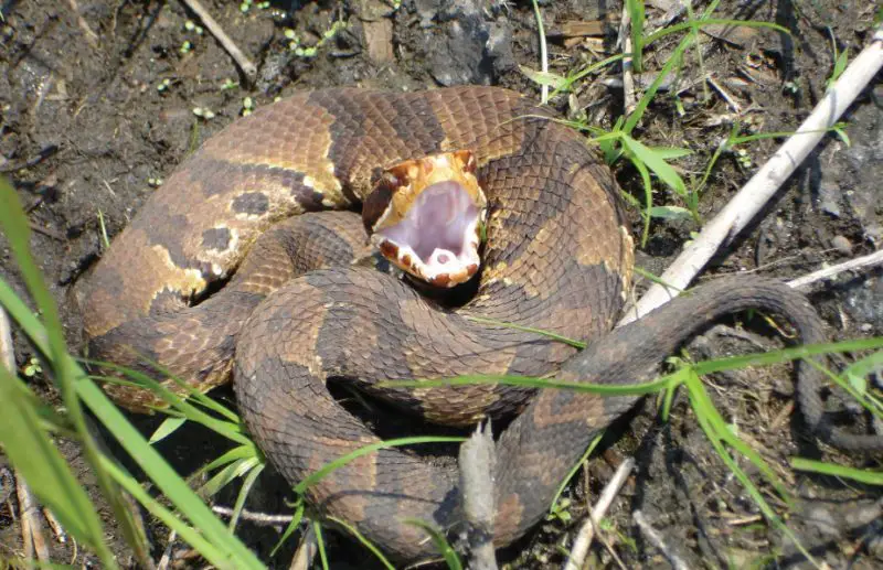 Water Moccasins Chase Humans in South Carolina