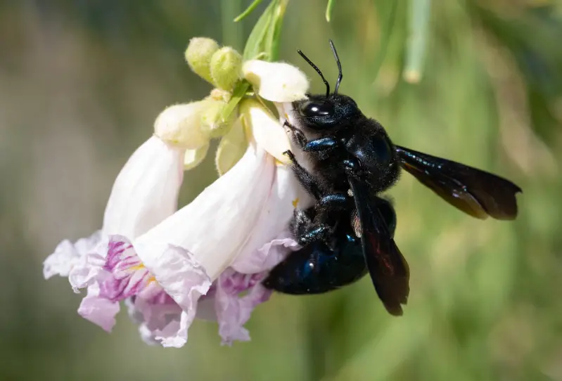 western-carpenter-bee Common Bees in California