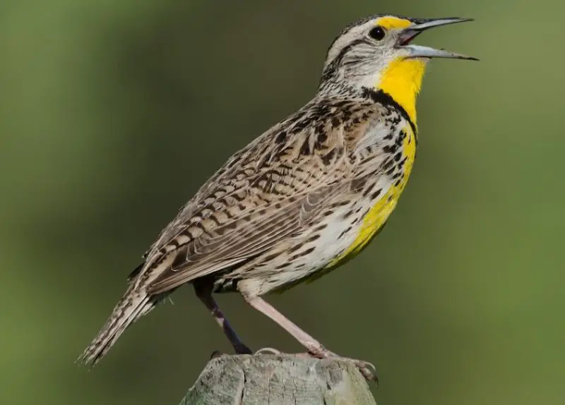 western-meadowlark-800x574-1 Birds With Yellow Heads in Kansas