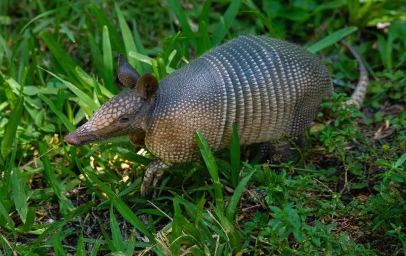 what-armadillo-burrows-mean-for-yards-in-alabama-800x505-2 What Armadillo Burrows Mean for Yards in Alabama