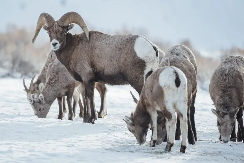 What Bighorn Sheep Eat in Colorado Winter