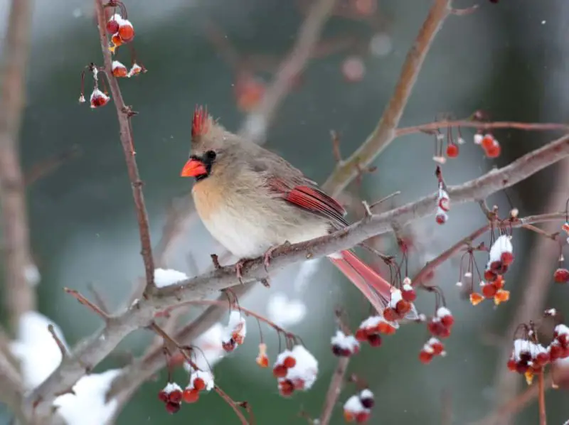 What Cardinals Eat in Maryland Winter