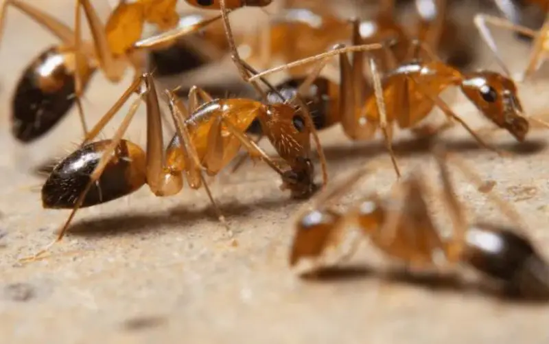 What Causes Ghost Ants to Show Up in Florida Kitchens