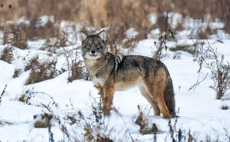 what-coyotes-depend-on-in-texas-winter-800x494-1 Animal Tracks in Wisconsin Snow