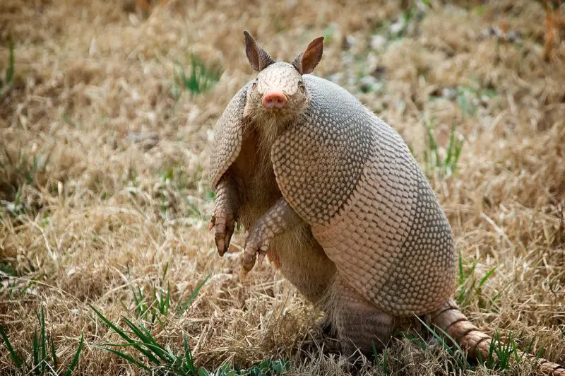 What Do Armadillos Eat in Texas