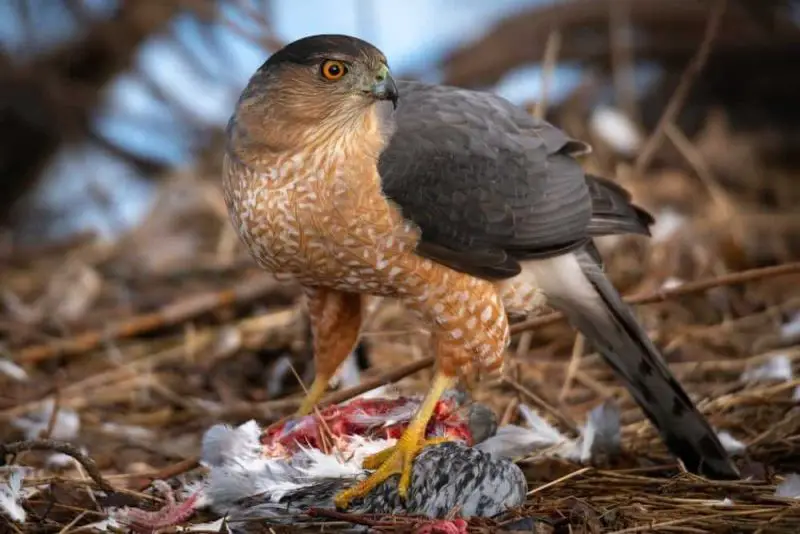 What Do Hawks Eat in Winter in Kansas