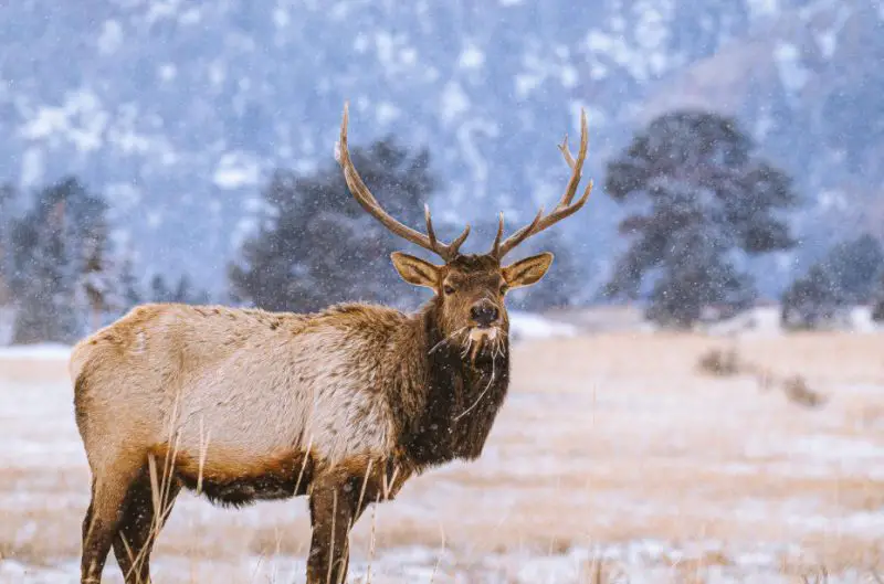 What Elk Eat in Wyoming Winter