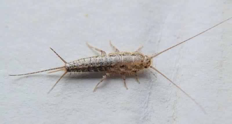 What Florida Families Don’t Know About Silverfish in Storage Areas