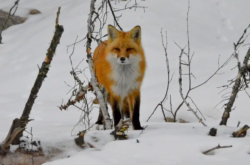 What Foxes Eat in Delaware Winter
