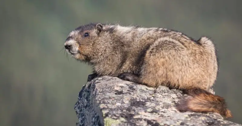 What Marmots Survive On in California Winter