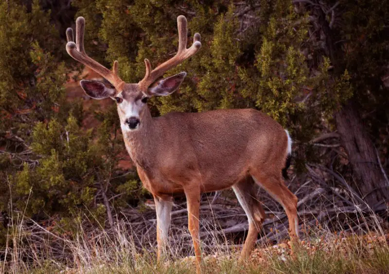 What Mule Deer Eat in Arizona’s Harsh Winter