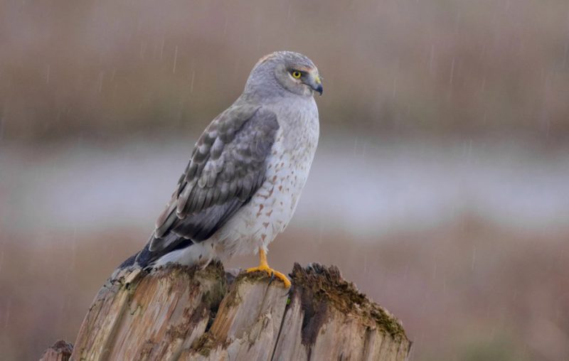 What Northern Harriers Are Eating Across Idaho Winter
