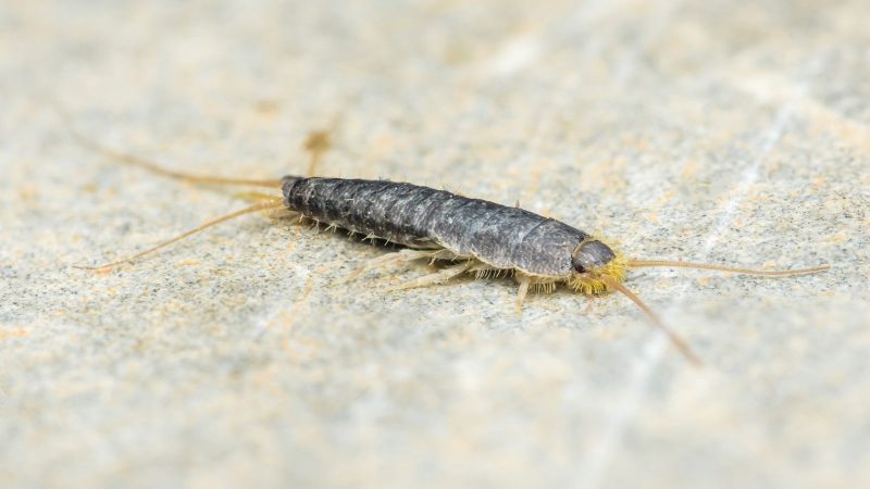 What Ohio Homeowners Don’t Realize About Silverfish Near Closets