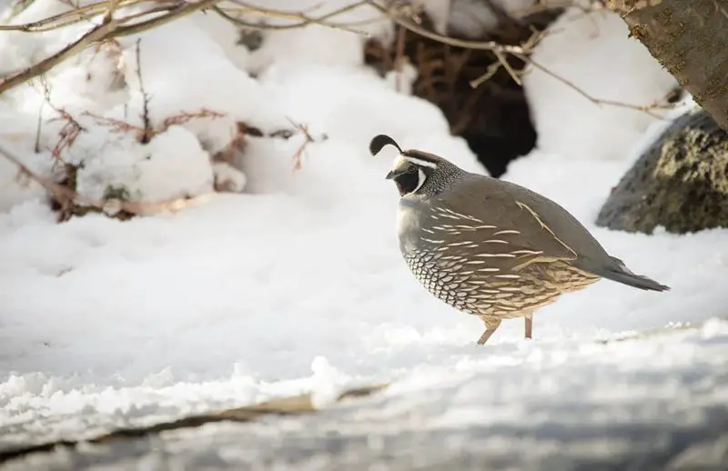 What Quails Feed On During Harsh Winter in Kentucky