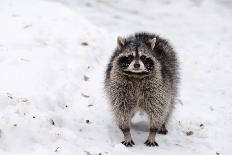 What Raccoons Eat in New Jersey Winter