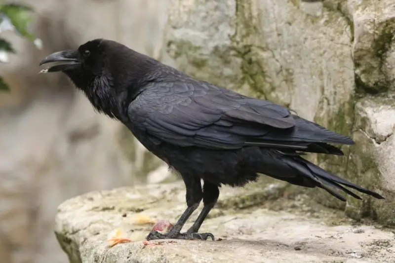 What Ravens Eat During Winter in Oregon
