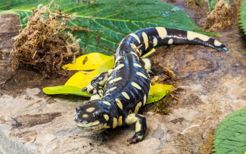 What Salamanders Eat in California Winter