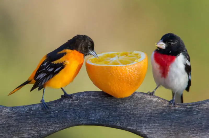 What Texas Residents Should Feed Wild Birds and What to Avoid