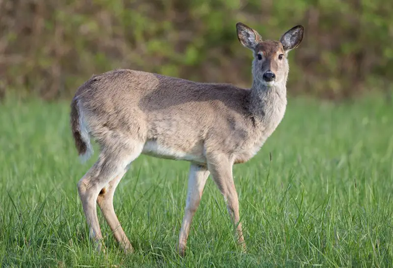 white-tailed-deer-800x546-2 Animal Tracks in Wisconsin Snow