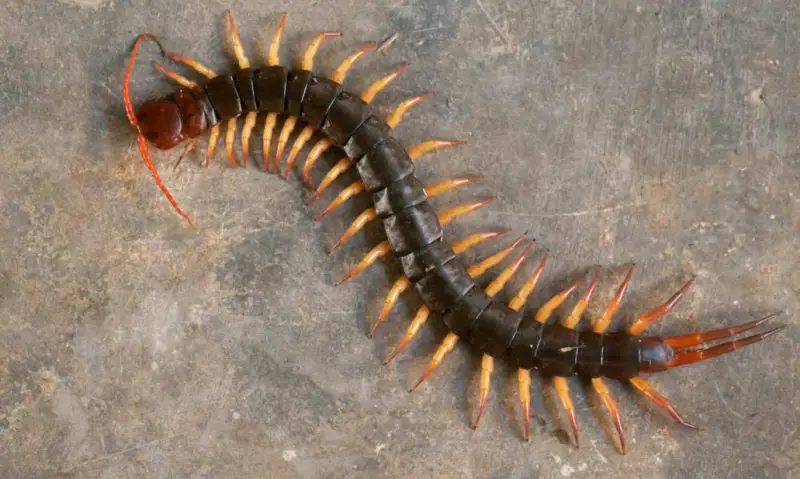 Why Centipedes Prefer Damp Areas in Pennsylvania Houses