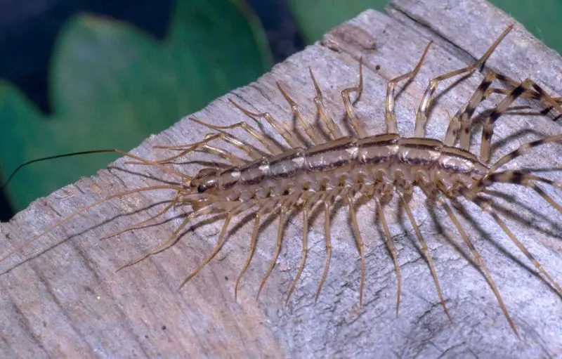 Why Centipedes Suddenly Show Up in Ohio Basements