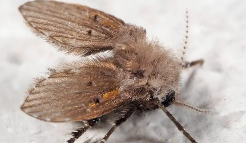 Why Drain Flies Appear Suddenly in Ohio Bathrooms