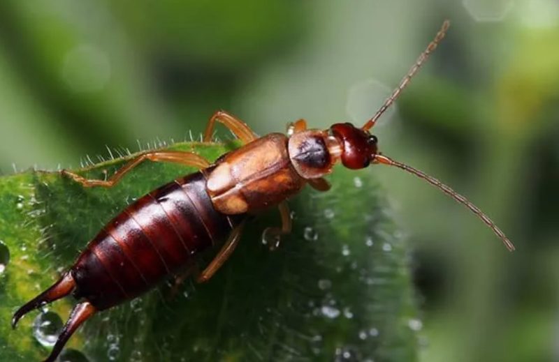 Why Earwigs Show Up in Kentucky Homes After Rain