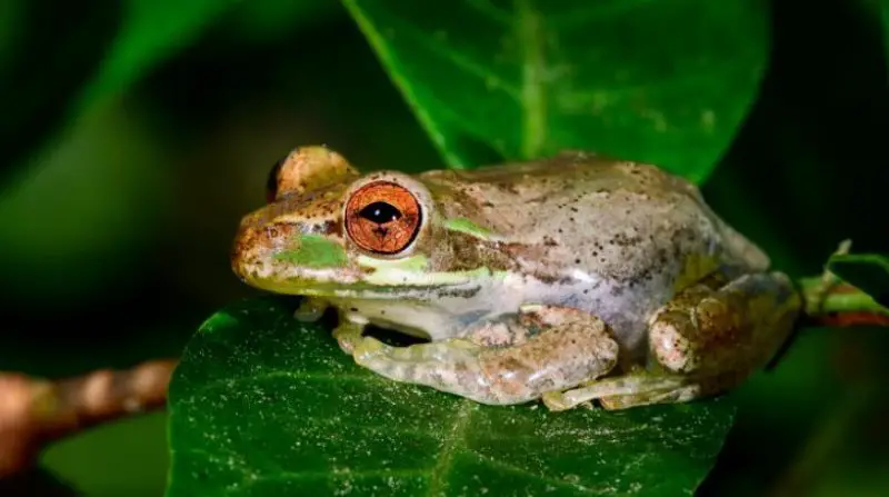 Why Frogs Suddenly Appear on Florida Walls and Windows at Night